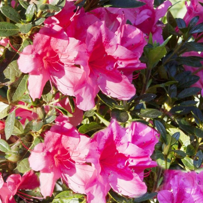 Azálea Japonesa ENCORE Carnival (Floração)