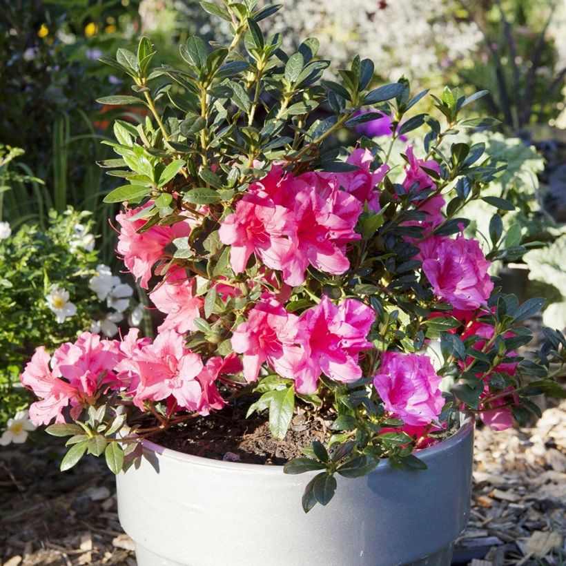 Azálea Japonesa ENCORE Carnival (Hábito)