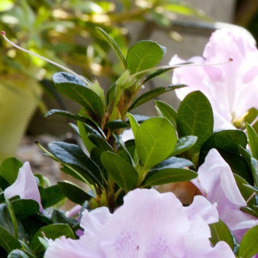 Azálea Japonesa ENCORE Sweetheart (Folhagem)