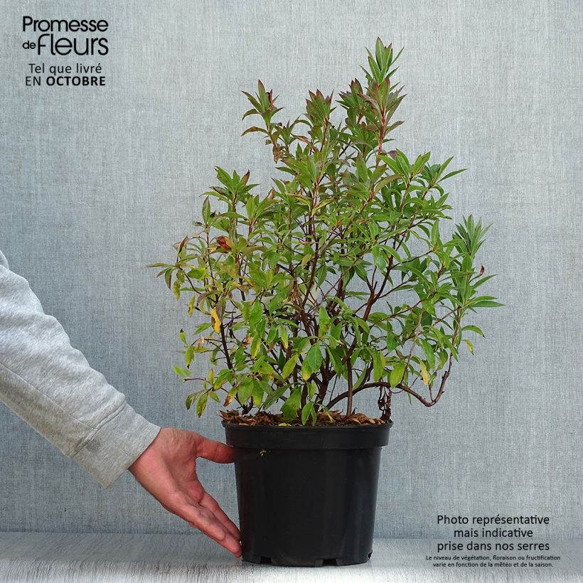 Amostra de Azalea canescens Vaso de 4 L/5 L tal como entregue no outono