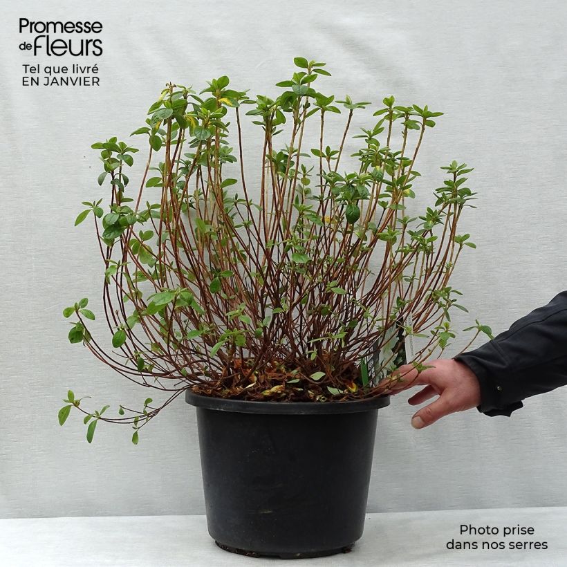 Amostra de Azalée du Japon Palestrina - Rhododendron hybride Vaso de 12 L/15 L tal como entregue no inverno