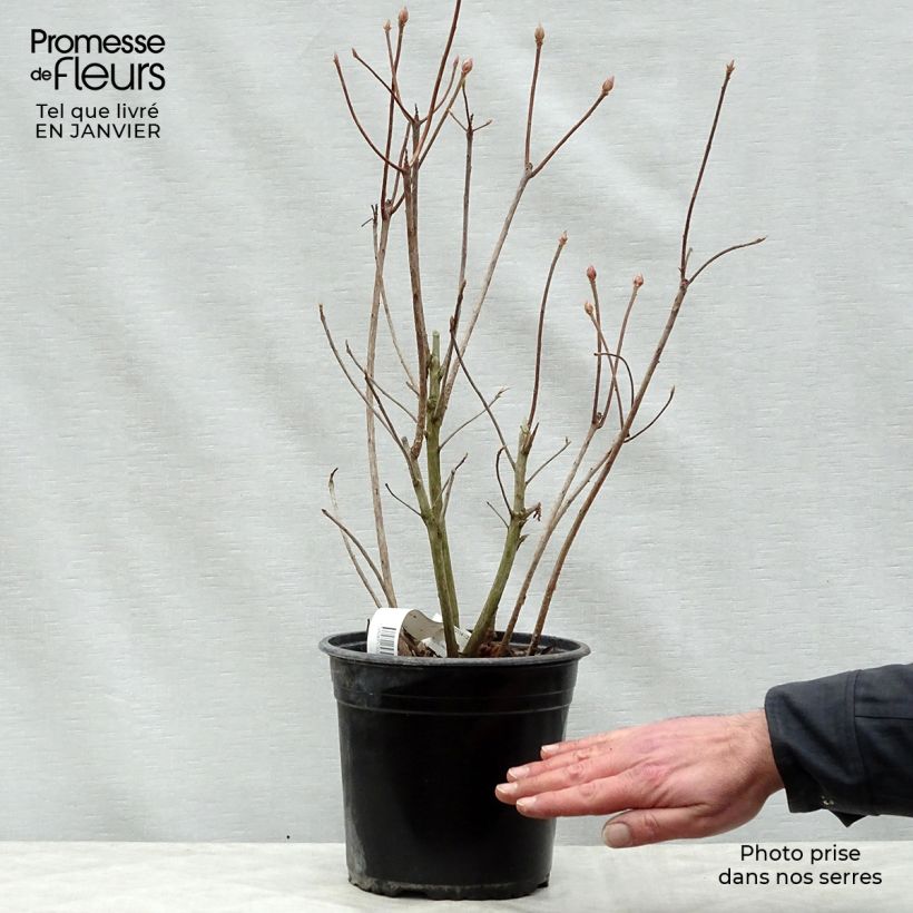 Amostra de Azalée Glowing Embers - Rhododendron molle Vaso de 4 L/5 L tal como entregue no inverno