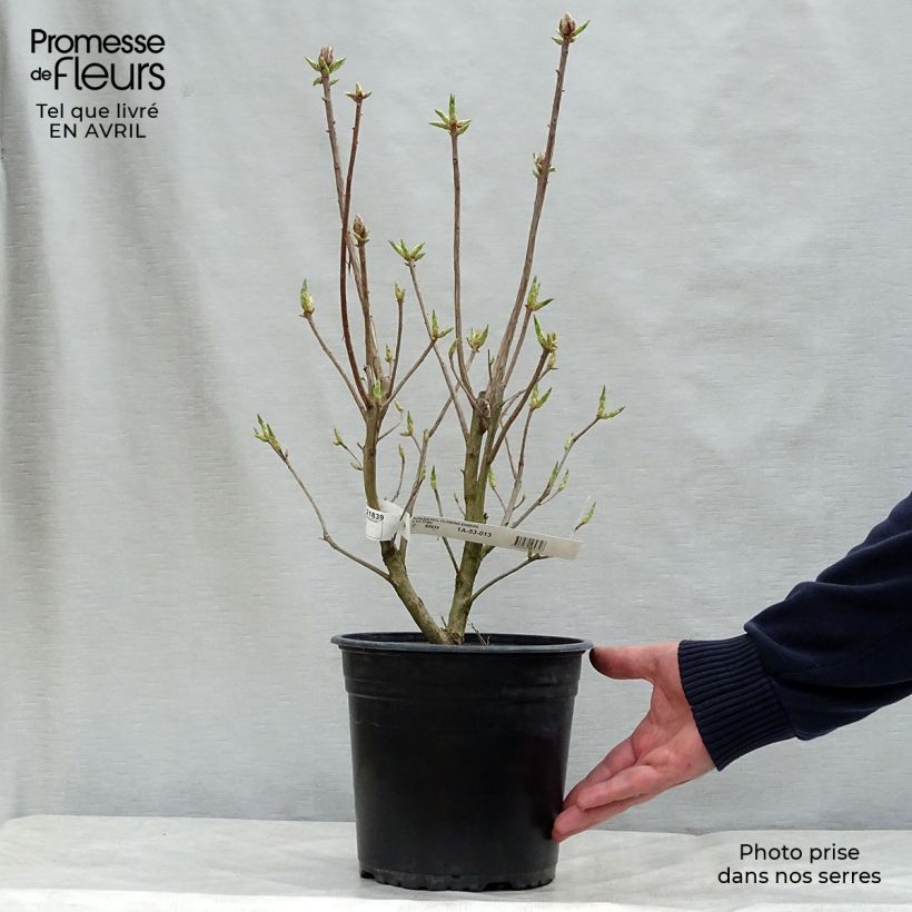 Amostra de Azálea Mollis Glowing Embers Vaso de 4 L/5 L tal como entregue na primavera