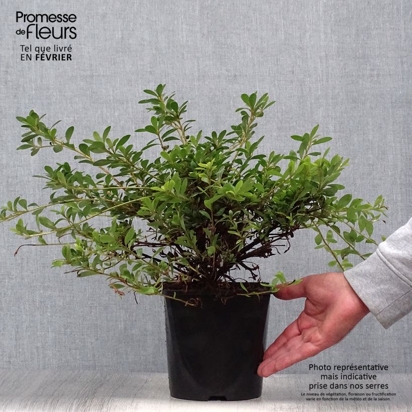 Amostra de Azalea nakaharae Pink Cascade Vaso de 2 L/3 L tal como entregue no outono