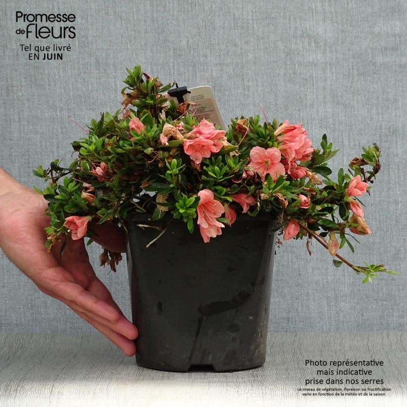 Amostra de Azalea nakaharae Pink Cascade Vaso de 2 L/3 L tal como entregue no verão