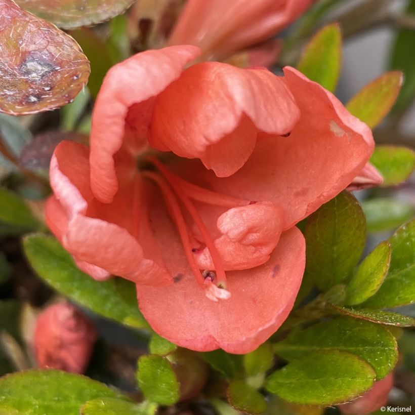 Azalea nakaharae Pink Cascade (Floração)