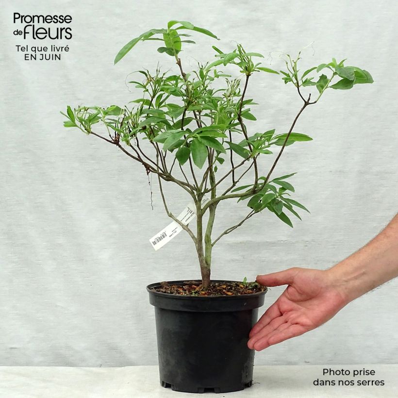 Amostra de Azálea Mollis Anneke Vaso de 4 L/5 L tal como entregue no verão