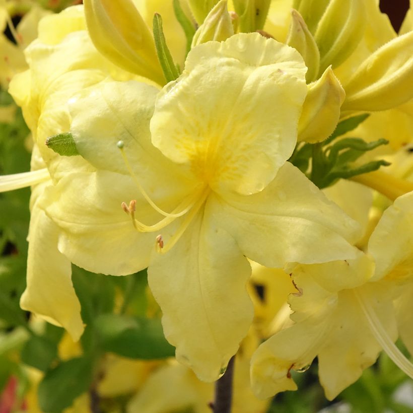 Azálea Mollis Anneke (Floração)