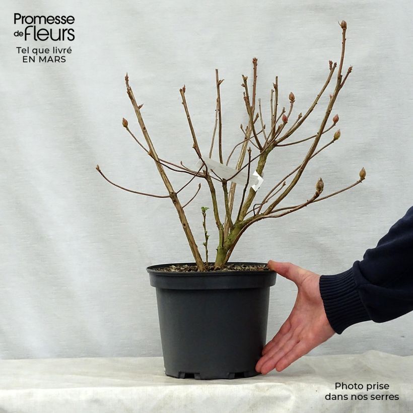 Amostra de Azálea Mollis Berry Rose Vaso de 4 L/5 L tal como entregue na primavera