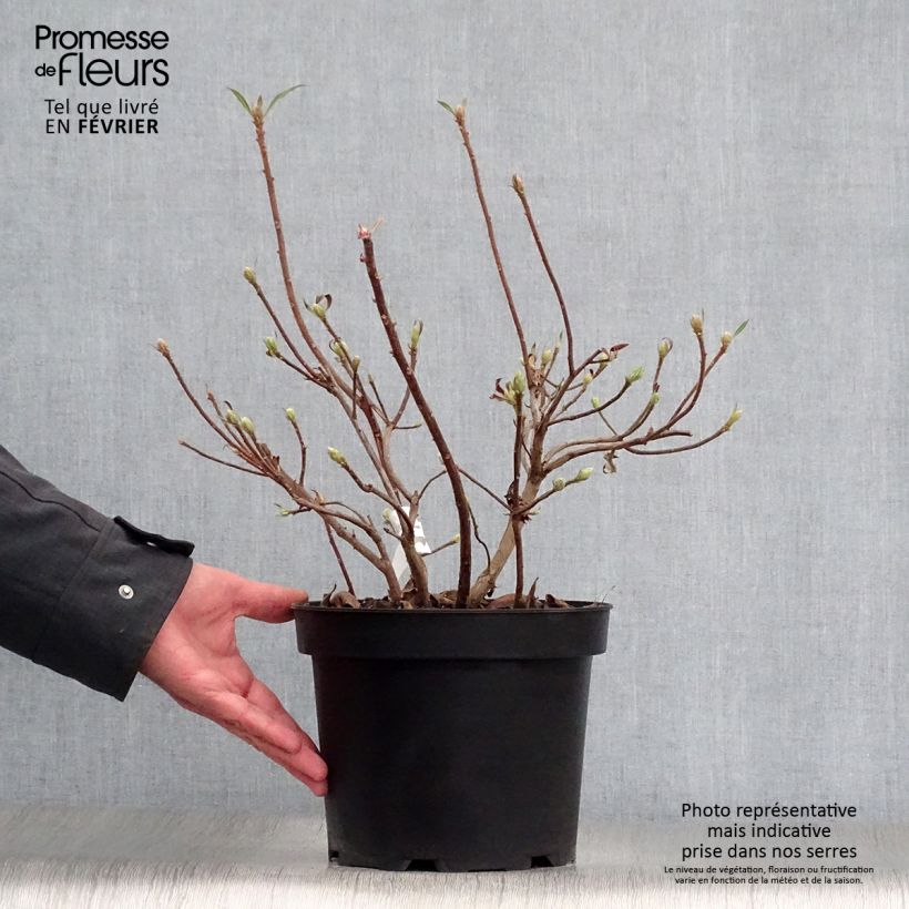 Amostra de Azalée de Chine Daviesii - Azalea mollis Vaso de 4 L/5 L tal como entregue no inverno