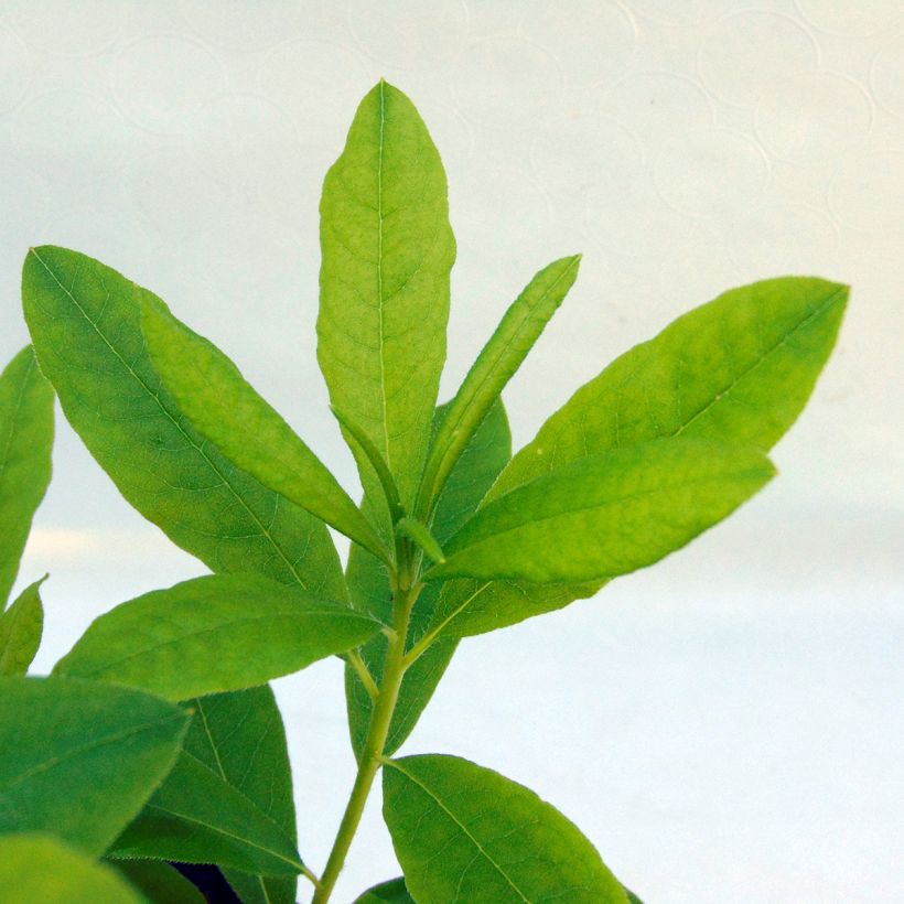 Azálea Mollis Delicatissima (Folhagem)