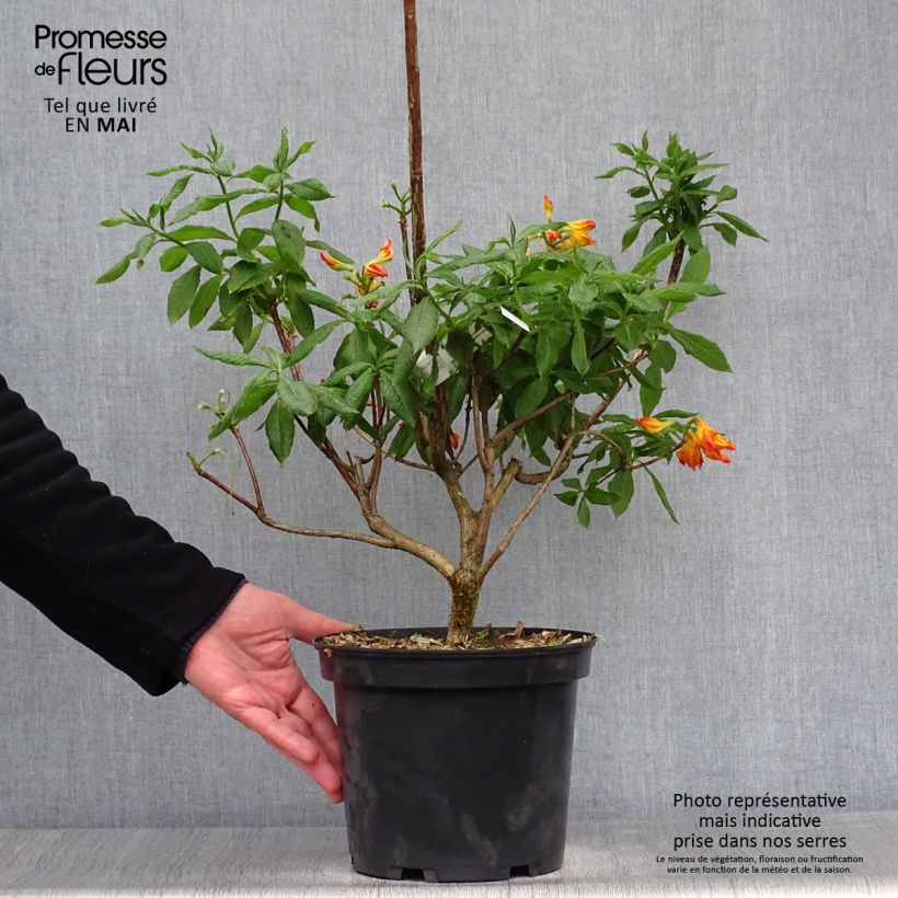 Amostra de Azálea Mollis Demoiselles de Boutiguery Idylla Vaso de 4 L/5 L tal como entregue na primavera