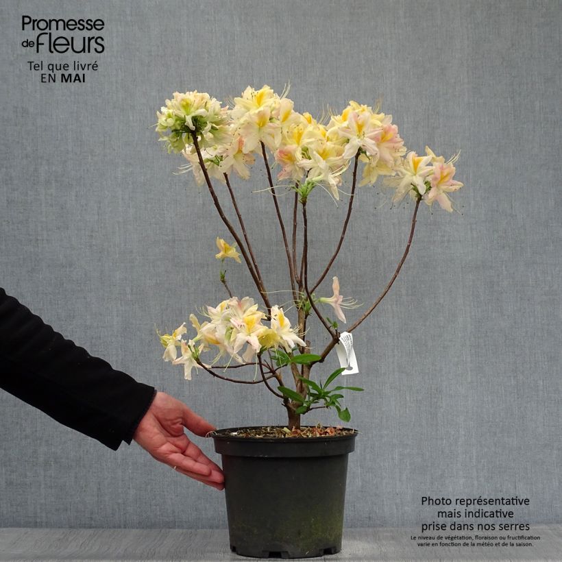 Amostra de Azálea Mollis Demoiselles de Boutiguery Nella Vaso de 4 L/5 L tal como entregue na primavera