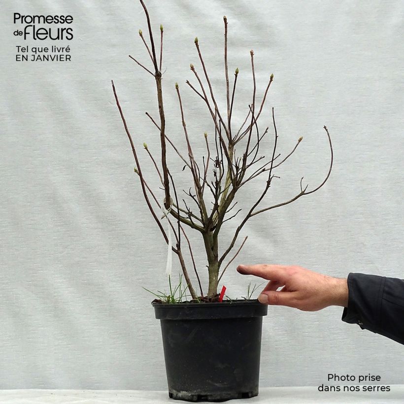 Amostra de Azalée de Chine Fire Ball - Rhododendron hybride orange vif Vaso de 4 L/5 L tal como entregue no inverno