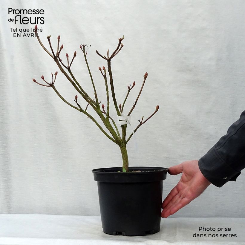 Amostra de Azálea Mollis Fire Ball Vaso de 4 L/5 L tal como entregue na primavera