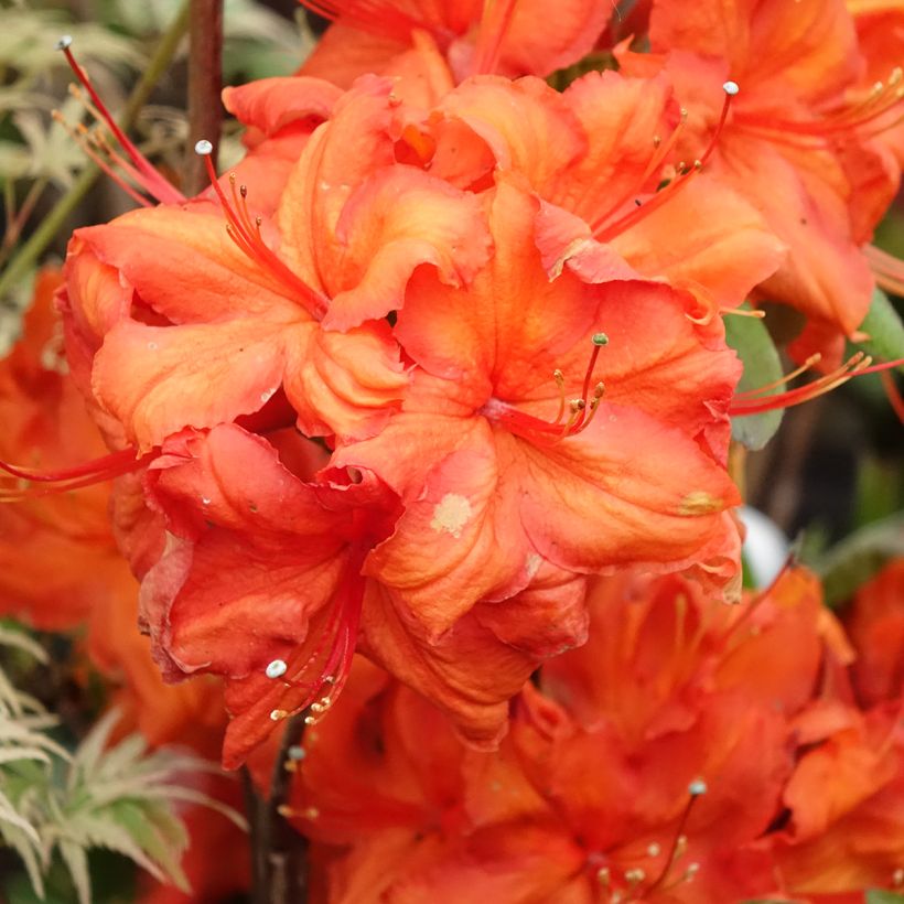 Azálea Mollis Fire Ball (Floração)