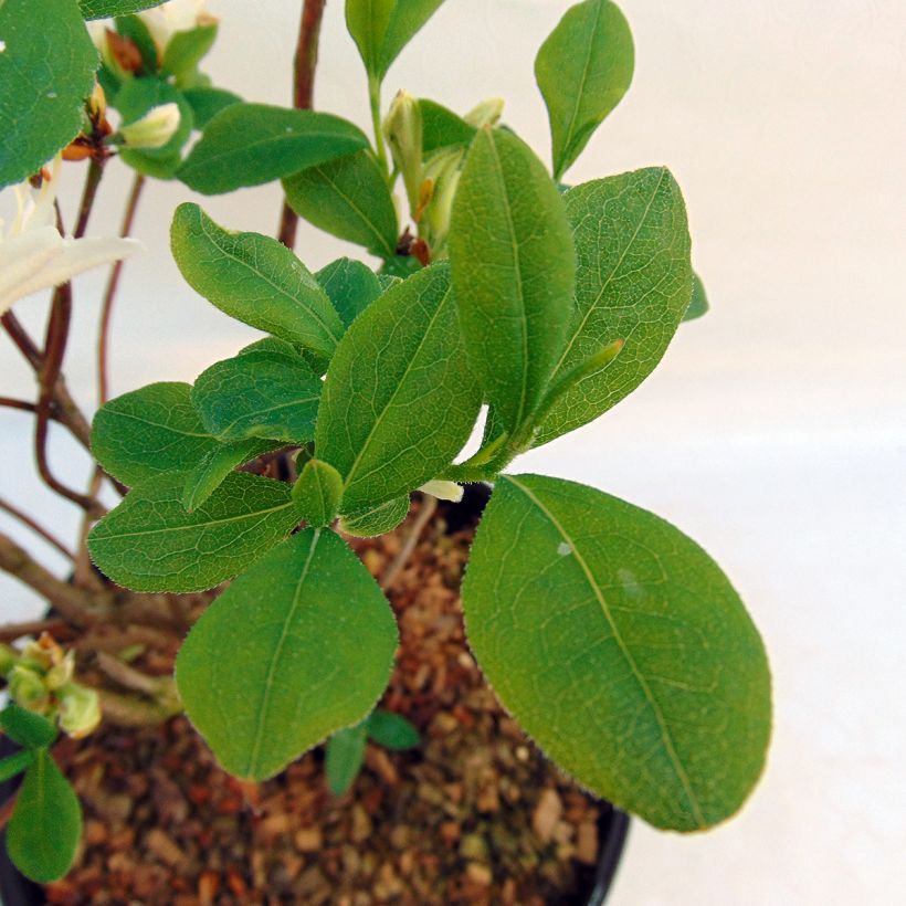 Azálea Mollis Fragrant Star (Folhagem)