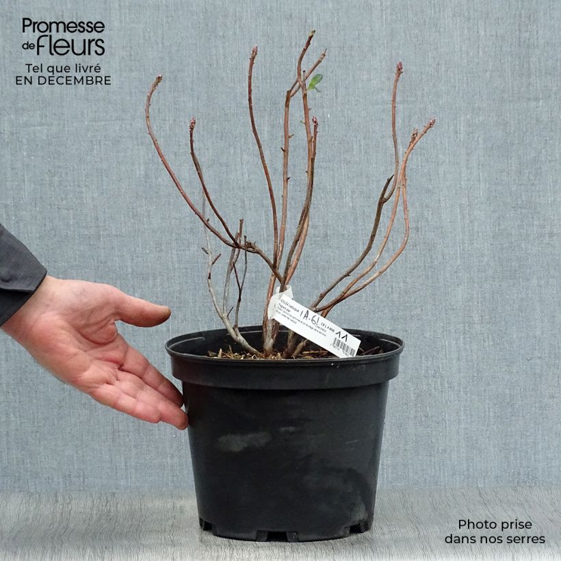 Amostra de Azalée de Chine Fragrant Star - Rhododendron (x) atlanticum Pot de 4L/5L tal como entregue no inverno