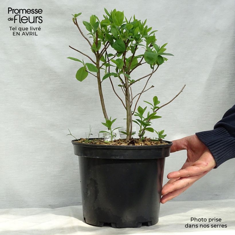 Amostra de Azálea Mollis Fragrant Star Vaso de 4 L/5 L tal como entregue na primavera