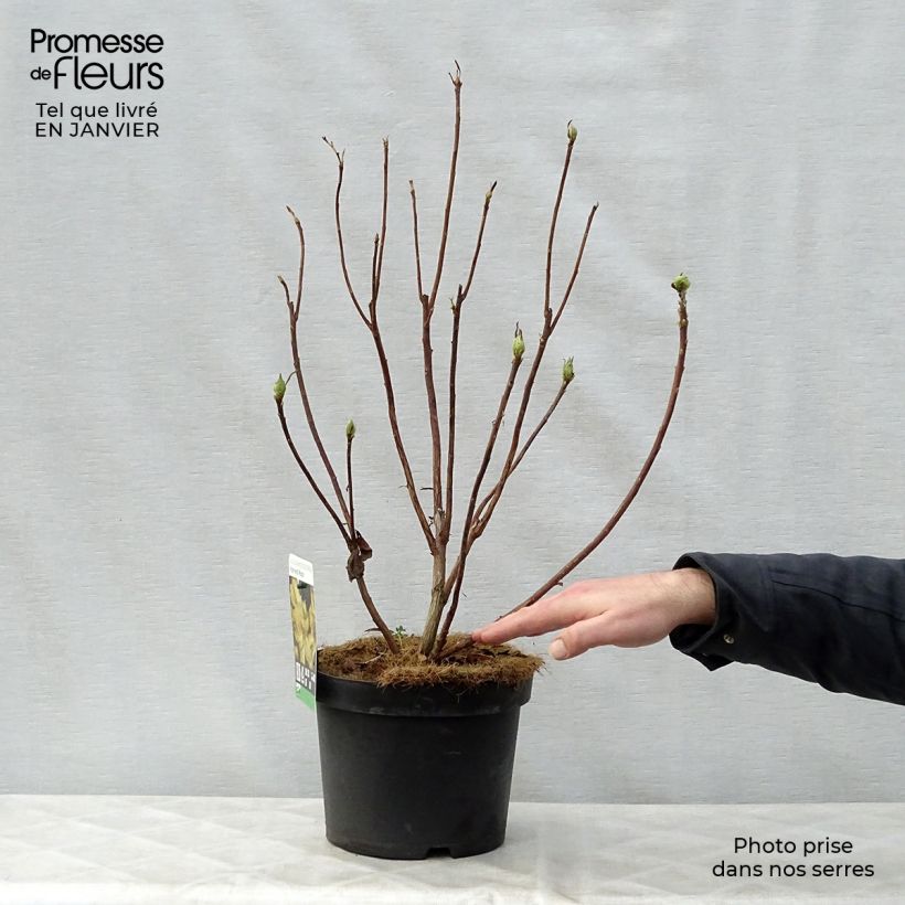 Amostra de Azálea Mollis Harvest Moon Vaso de 4 L/5 L tal como entregue no inverno