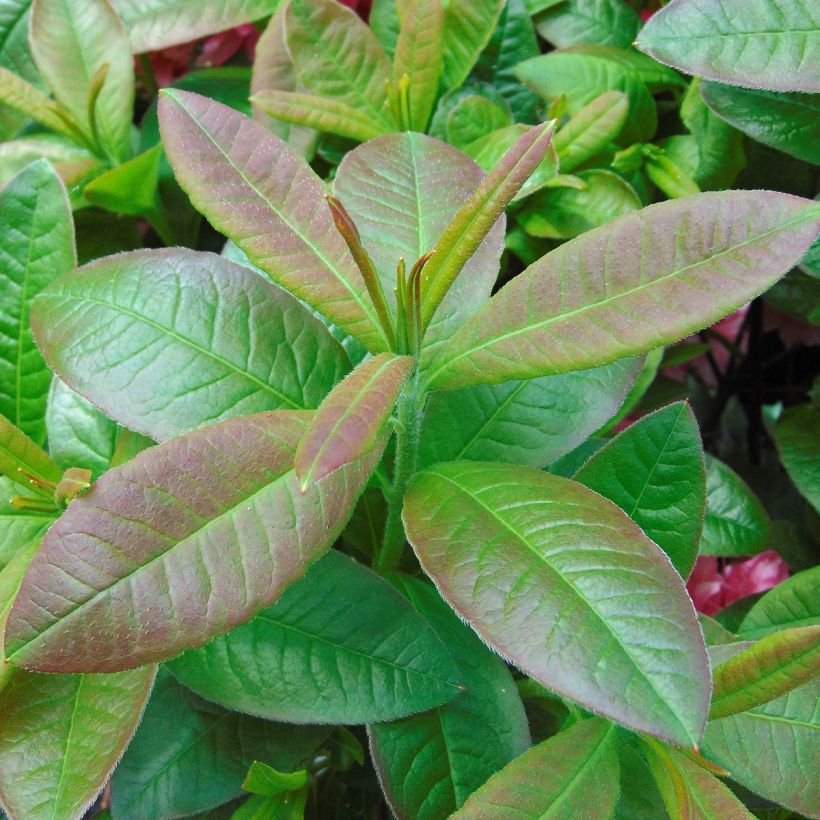 Azálea Mollis Kilian (Folhagem)