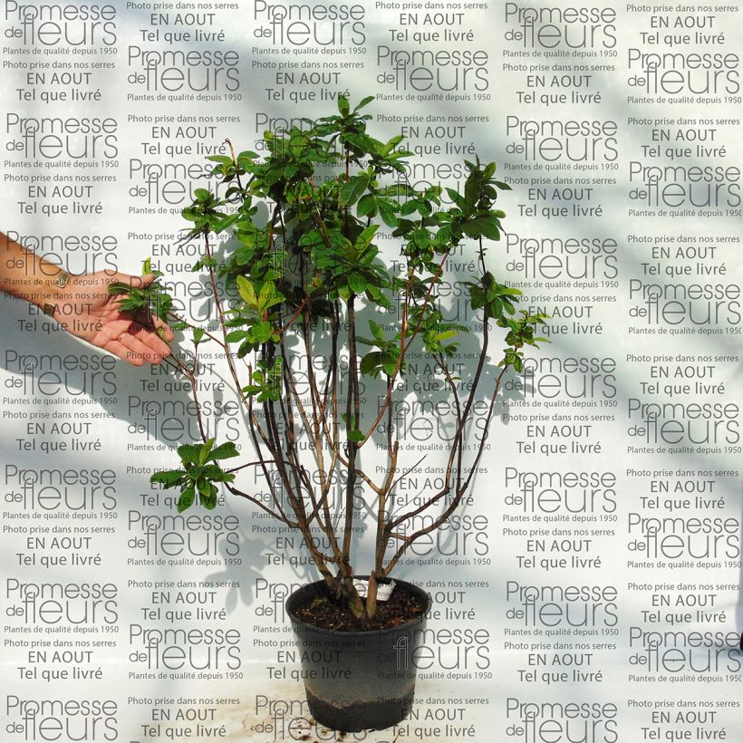 Exemplo de amostra de Azalée de Chine Kilian - Rhododendron hybride Pot de 4L/5L tal como entregue