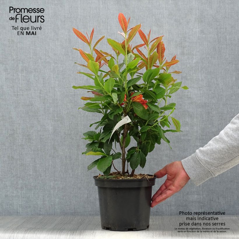 Amostra de Azálea Mollis Mary Poppins Vaso de 4 L/5 L tal como entregue na primavera