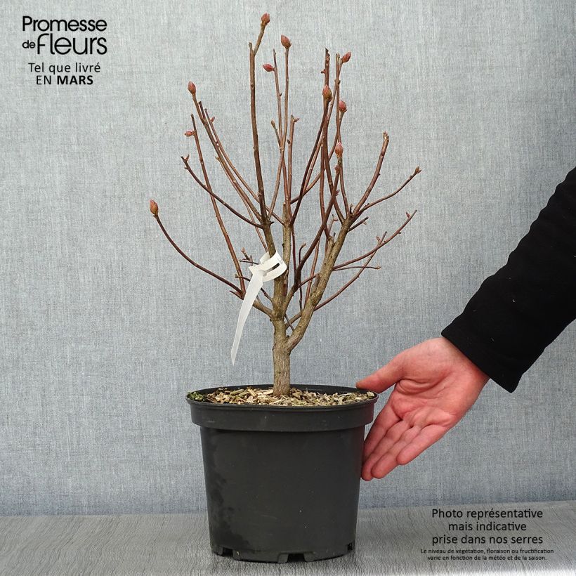 Amostra de Azalée de Chine Mary Poppins Vaso de 4 L/5 L tal como entregue no inverno