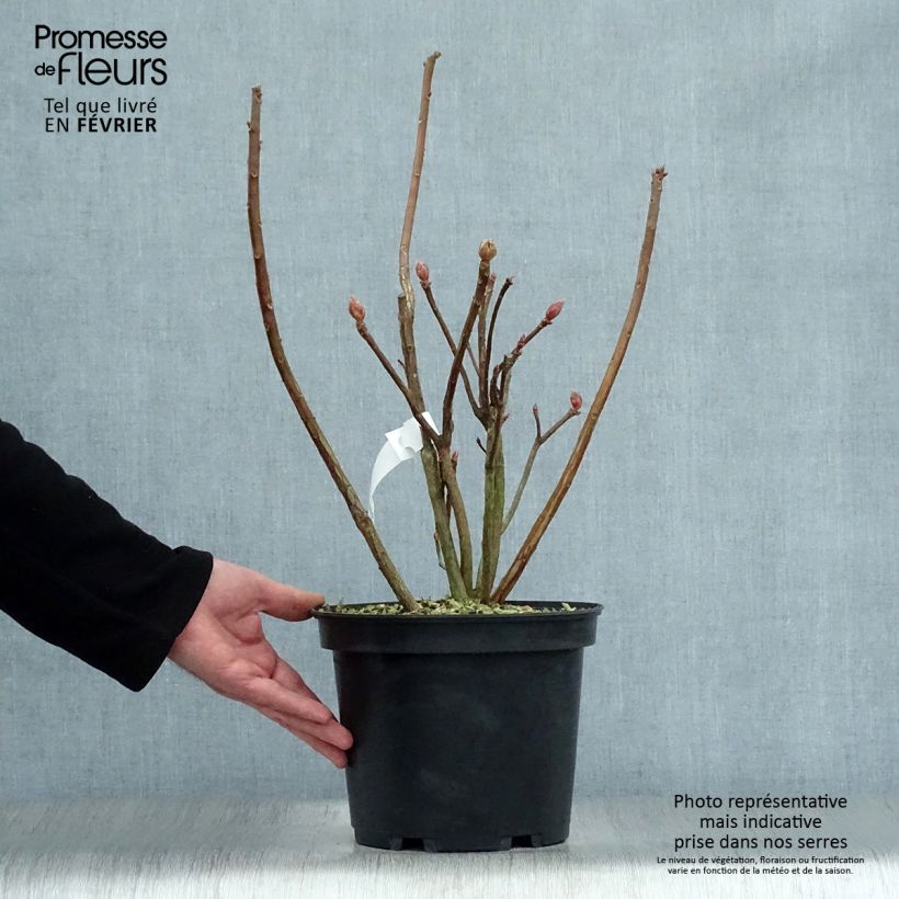 Amostra de Azálea Mollis Mount Rainier Vaso de 4 L/5 L tal como entregue no inverno