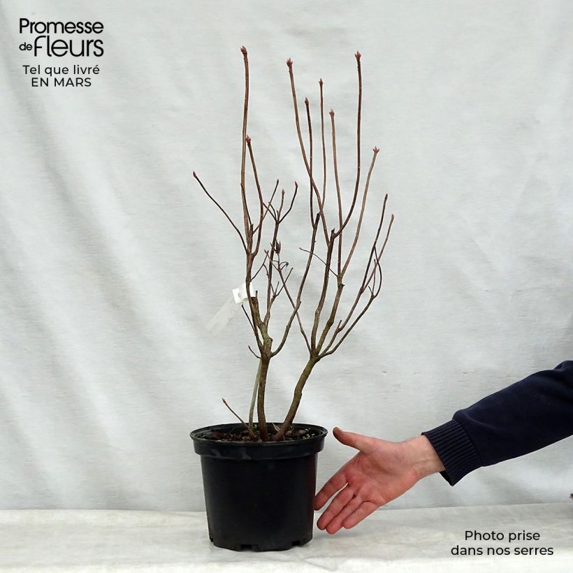 Amostra de Azálea Mollis Mount Rainier Vaso de 4 L/5 L tal como entregue na primavera