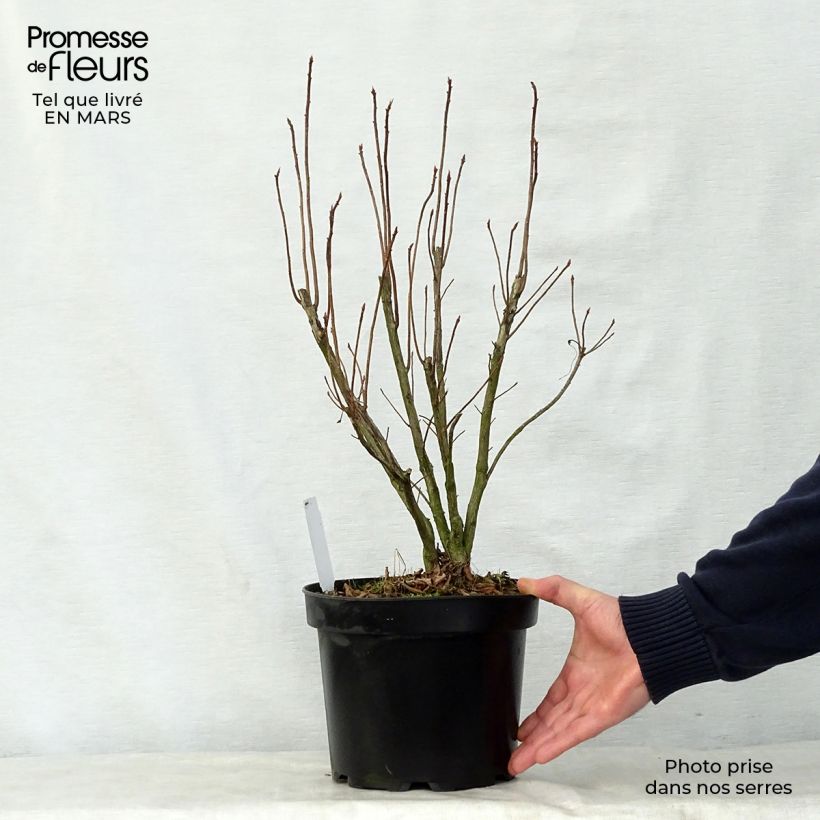 Amostra de Azálea Mollis Nabucco Vaso de 4 L/5 L tal como entregue na primavera