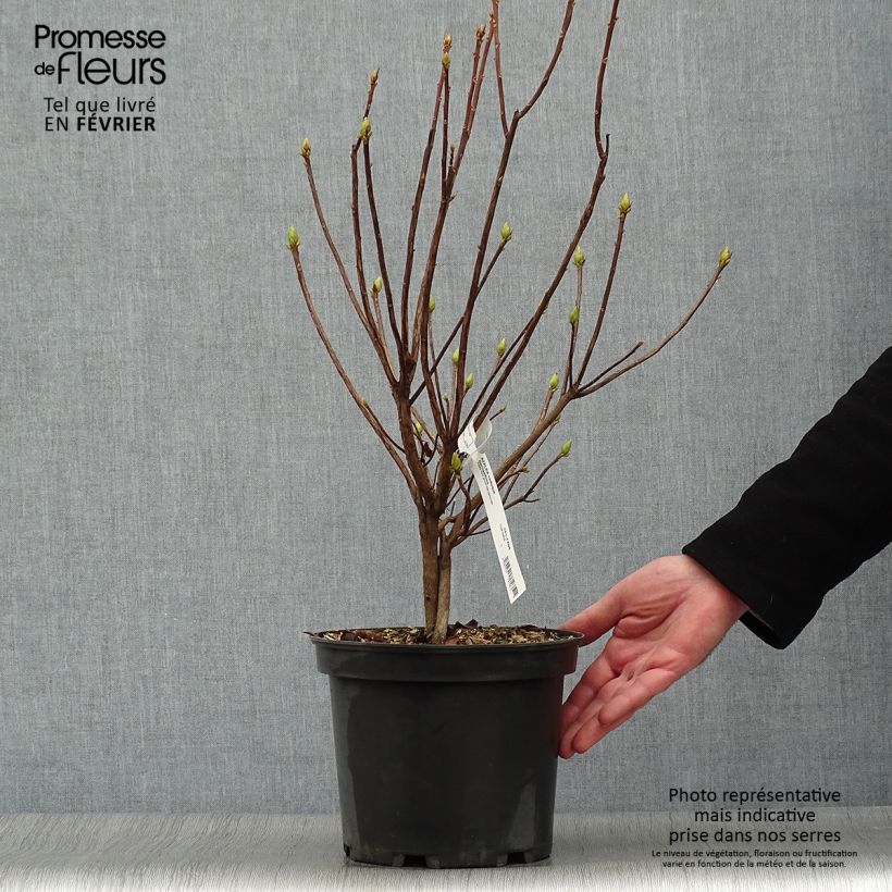 Amostra de Azalée de Chine Narcissiflora - Azalea (x) luteum Vaso de 4 L/5 L tal como entregue no inverno