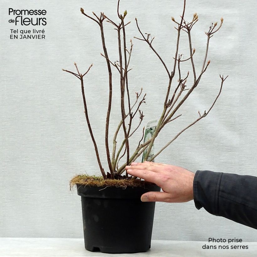 Amostra de Azálea Mollis Persil Vaso de 4 L/5 L tal como entregue no inverno