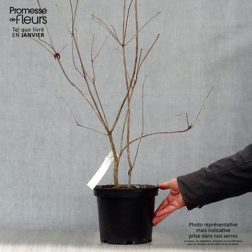 Amostra de Azalée de Chine Wallowa Red - Rhododendron hybride Vaso de 4 L/5 L tal como entregue no inverno