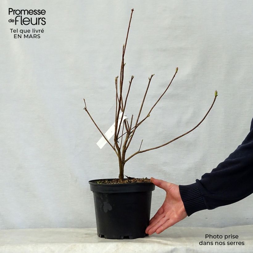 Amostra de Azálea Mollis Wallowa Red Vaso de 4 L/5 L tal como entregue na primavera