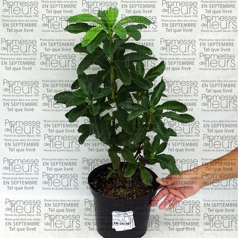 Exemplo de amostra de Azalée de Chine White Frills - Azalea mollis Pot de 4L/5L tal como entregue