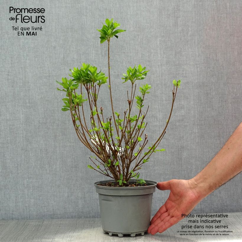 Amostra de Azálea Japonesa Adonis Vaso de 2 L/3 L tal como entregue na primavera