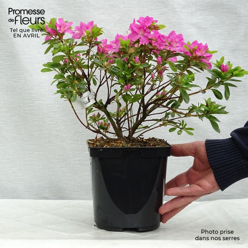 Amostra de Azalée du Japon Komo Kulshan - Rhododendron kiusianum Pot de 3L/4L tal como entregue na primavera