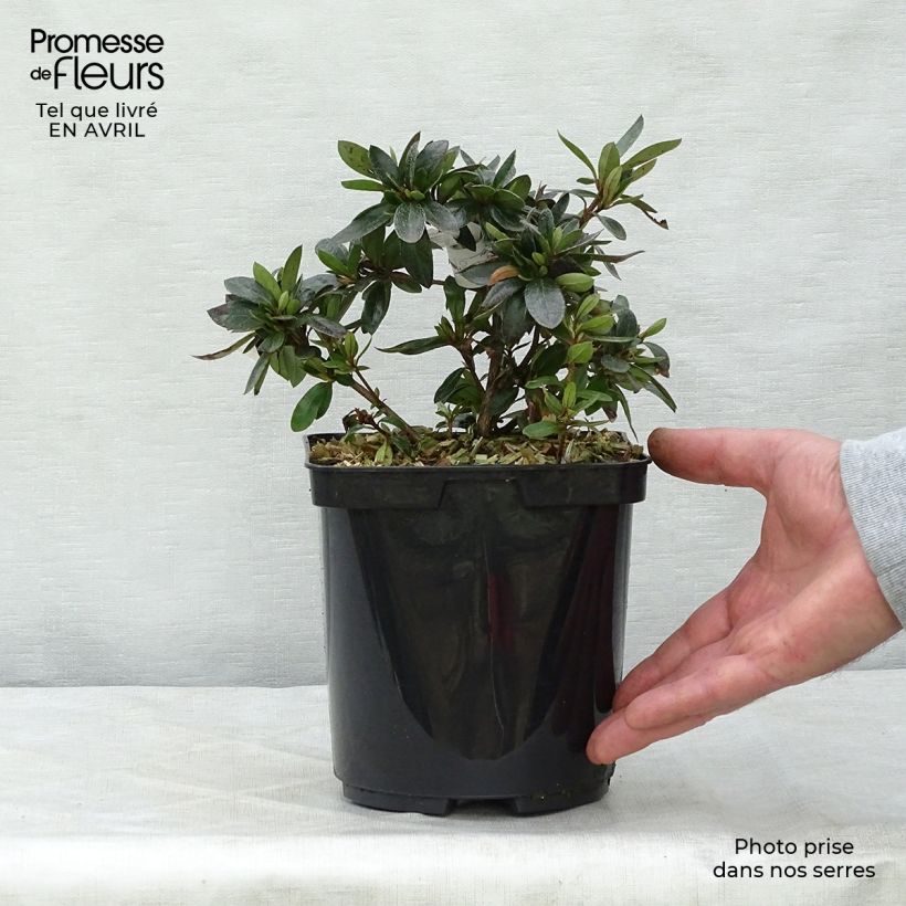 Amostra de Azálea Japonesa Nakaharai Laranja Vaso de 2 L/3 L tal como entregue na primavera