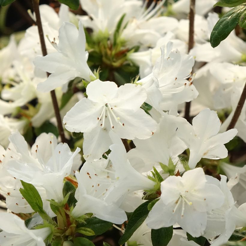 Azálea Japonesa Palestrina (Floração)