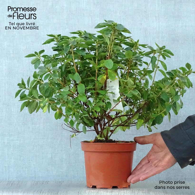 Amostra de Azálea Japonesa Palestrina Vaso de 2 L/3 L tal como entregue no outono