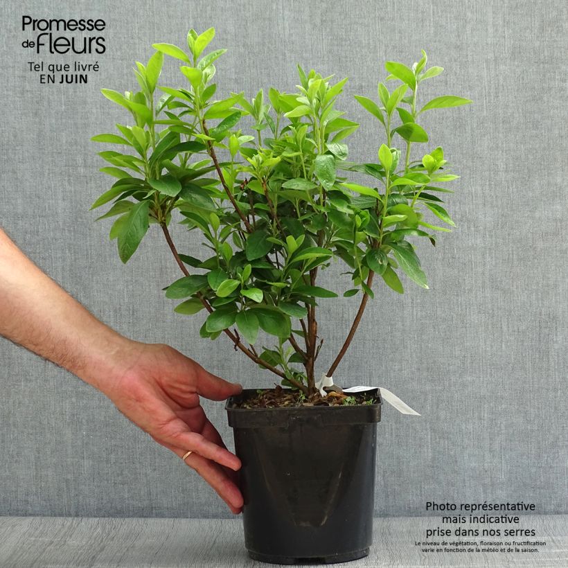 Amostra de Azálea Japonesa Palestrina Vaso de 2 L/3 L tal como entregue no verão