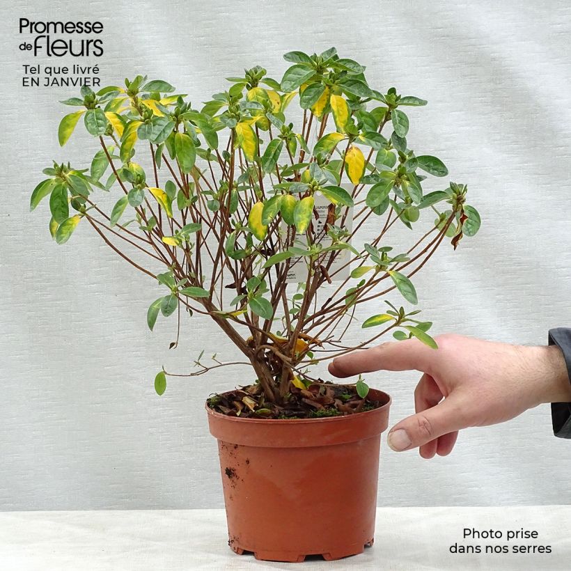 Amostra de Azalée du Japon Palestrina - Rhododendron hybride Vaso de 2 L/3 L tal como entregue no inverno