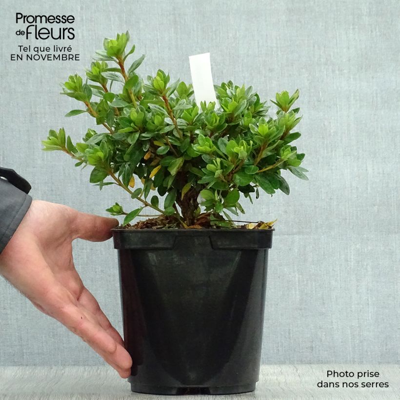 Amostra de Azálea Japonesa Peggy Ann Vaso de 2 L/3 L tal como entregue no outono