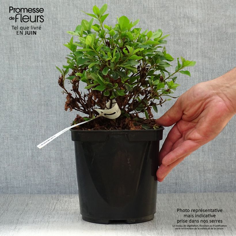 Amostra de Azálea Japonesa Peggy Ann Vaso de 2 L/3 L tal como entregue no verão