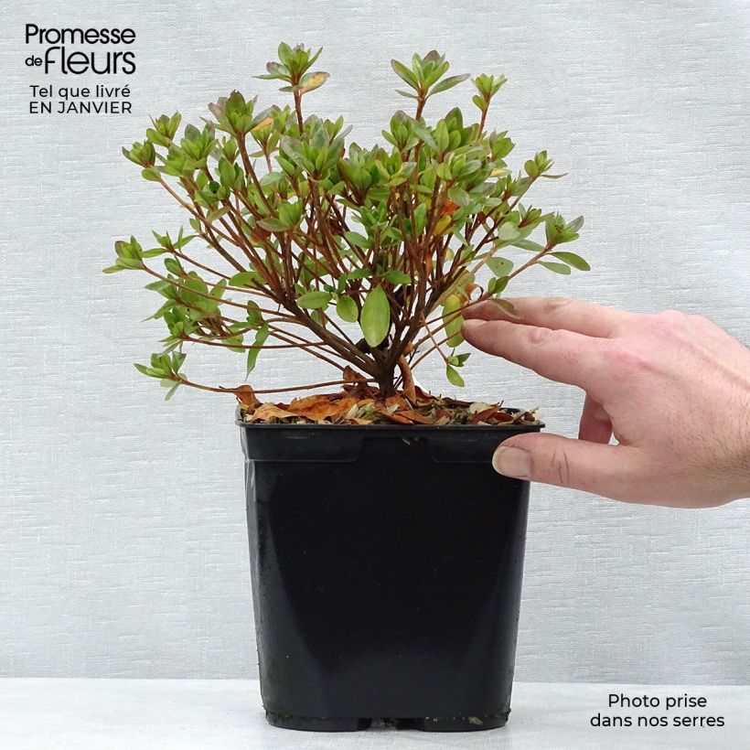 Amostra de Azalée du Japon Peggy Ann - Rhododendron kaempferi Vaso de 2 L/3 L tal como entregue no inverno