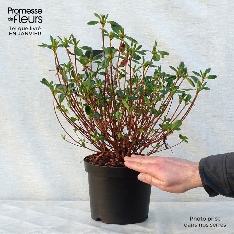 Amostra de Azalée du Japon Schneewittchen - Rhododendron hybride Vaso de 2 L/3 L tal como entregue no inverno