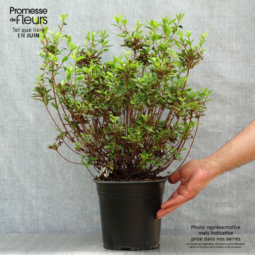 Amostra de Azálea Japonesa Sylvester Vaso de 4 L/5 L tal como entregue no verão