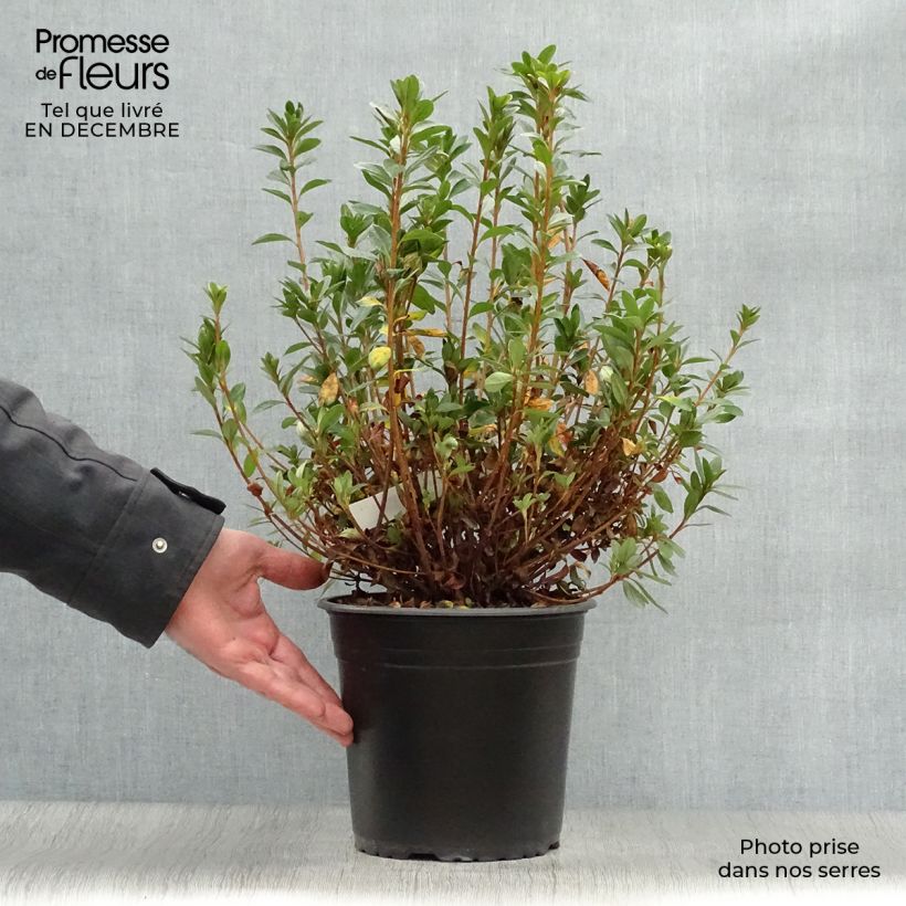 Amostra de Azalée du Japon Sylvester - Rhododendron hybride Vaso de 4 L/5 L tal como entregue no inverno