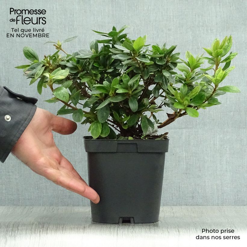Amostra de Azálea Japonesa Vuyk's Rosyred Vaso de 2 L/3 L tal como entregue no outono